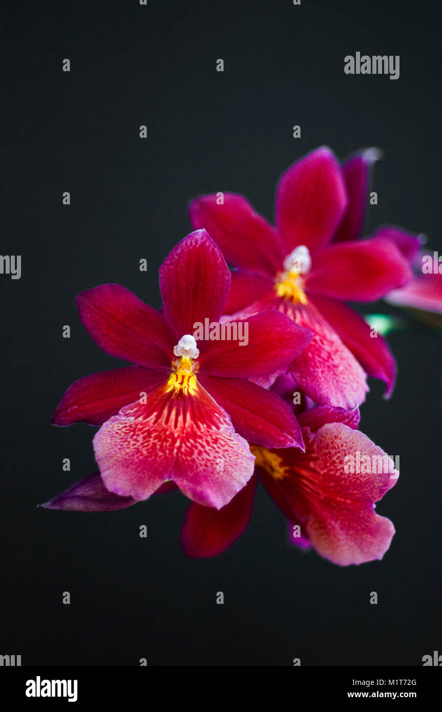 Orchid Burrageara Stock Photo