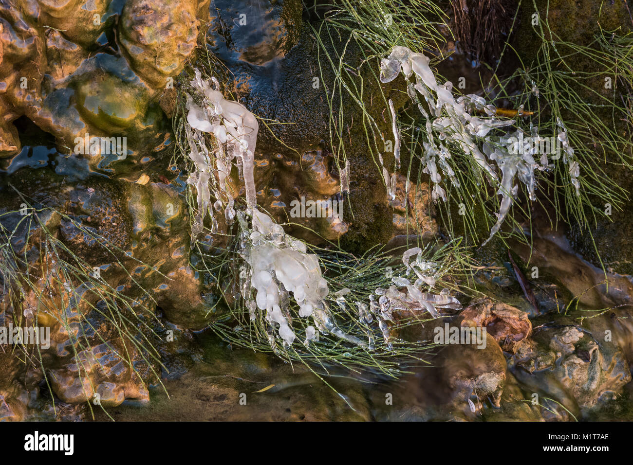 Icy morning at a spring within Salt Creek Canyon in The Needles District of Canyonlands National Park, Utah, USA Stock Photo