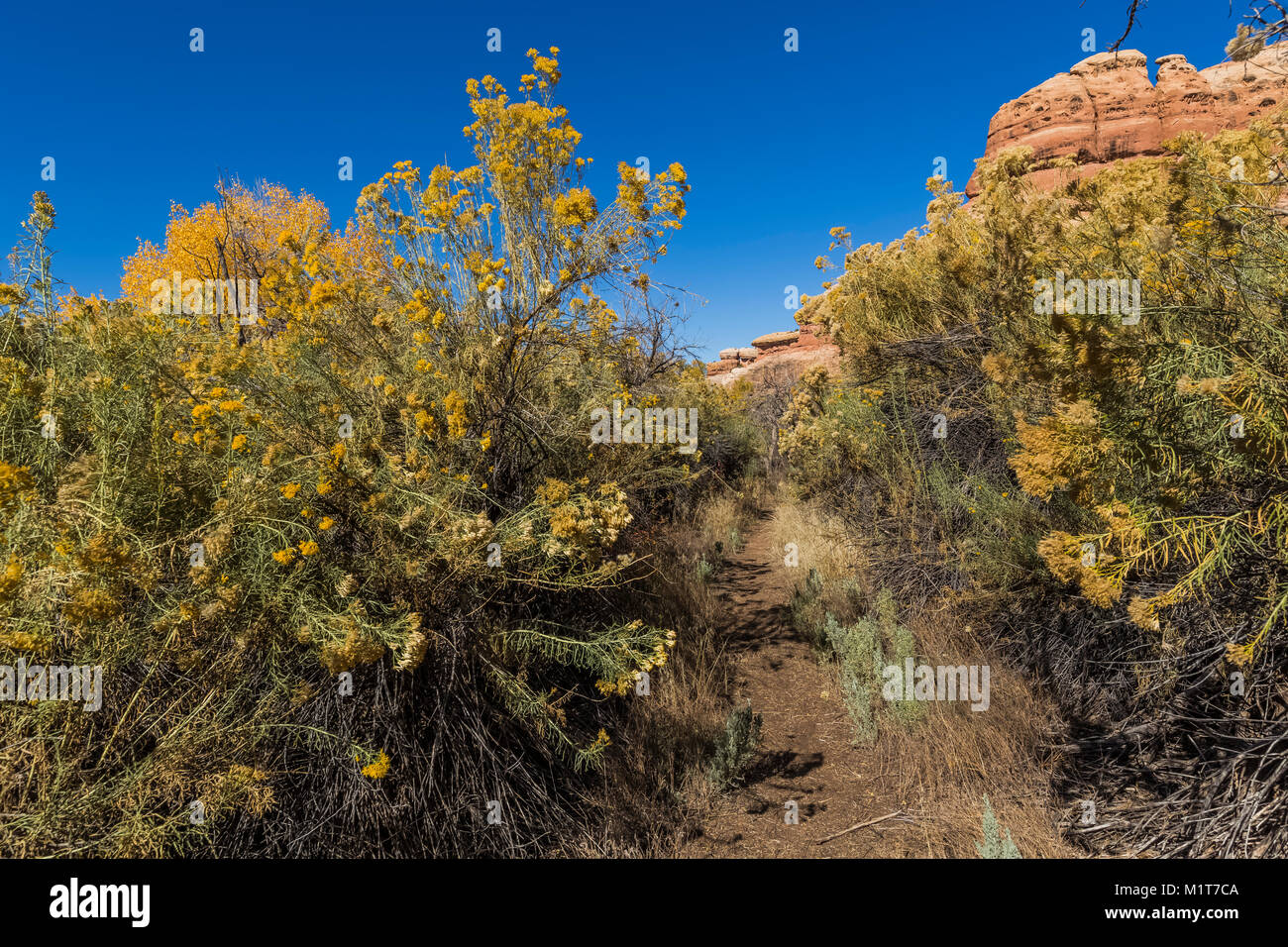Rubber Rabbitbrush, Ericameria nauseosa, growing tall along the trail within Salt Creek Canyon in The Needles District of Canyonlands National Park, U Stock Photo