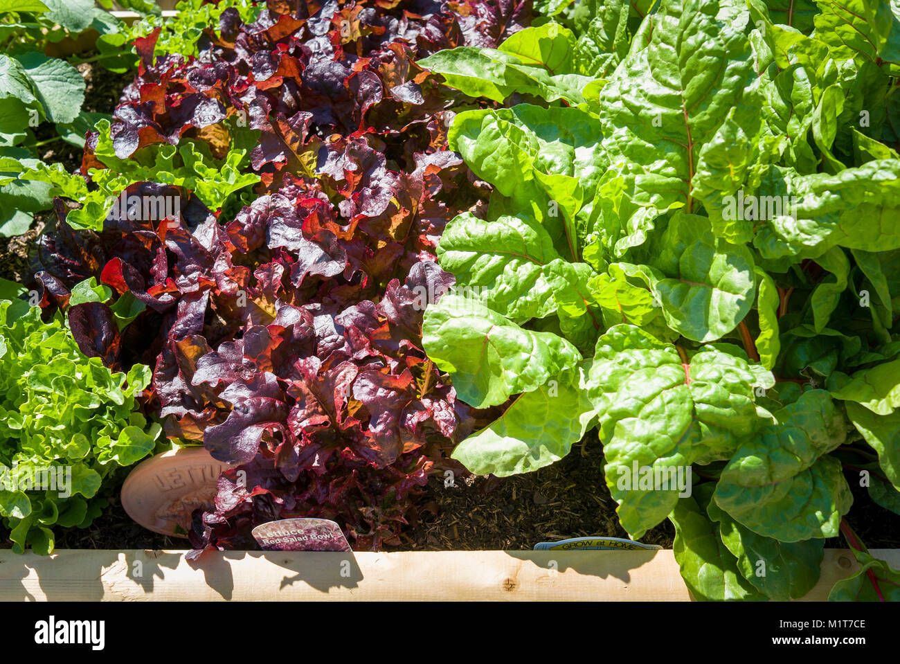 Edible leaves growing in a raised planter for home-grown salad and vegetables in UK Stock Photo