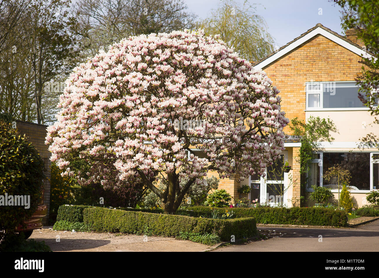 A magnificent magnolia tree shaped and in full bloom in a small front garden in a Wiltshire village in UK Stock Photo