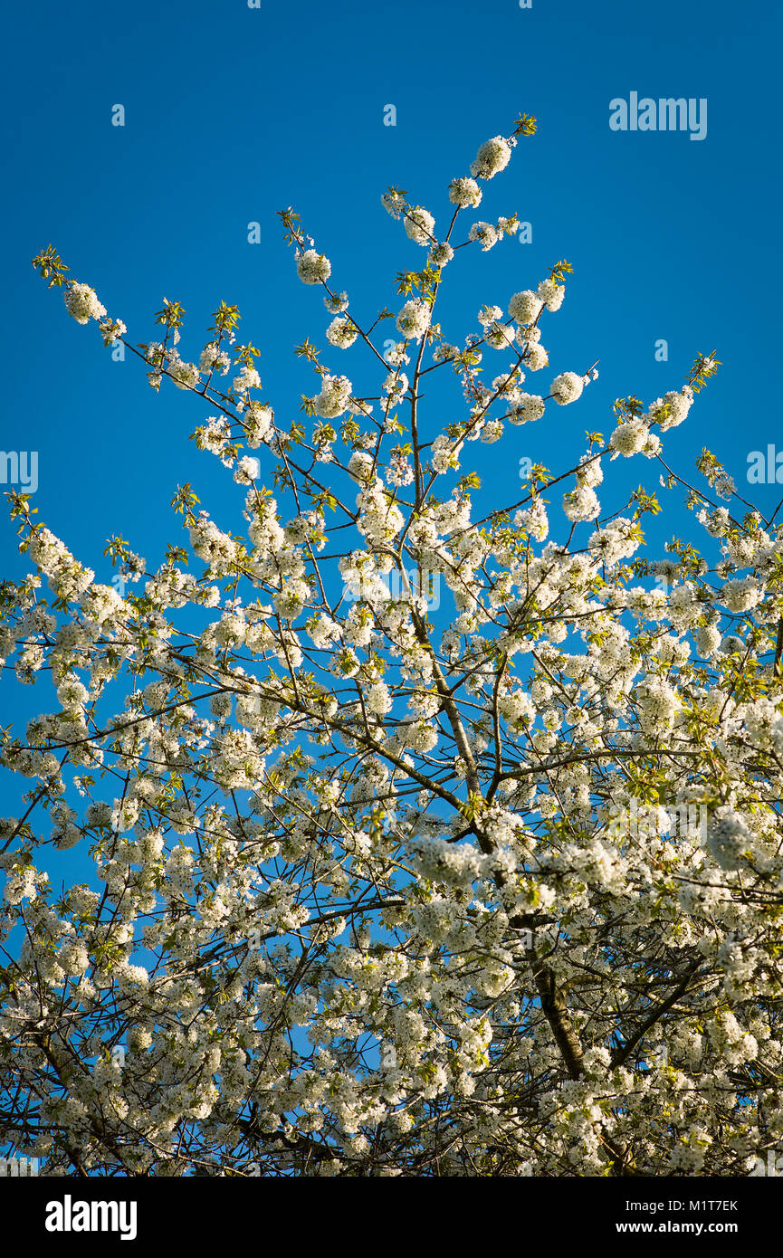 White blossom of prunus avium glows against a clear blue sky in April in UK Stock Photo