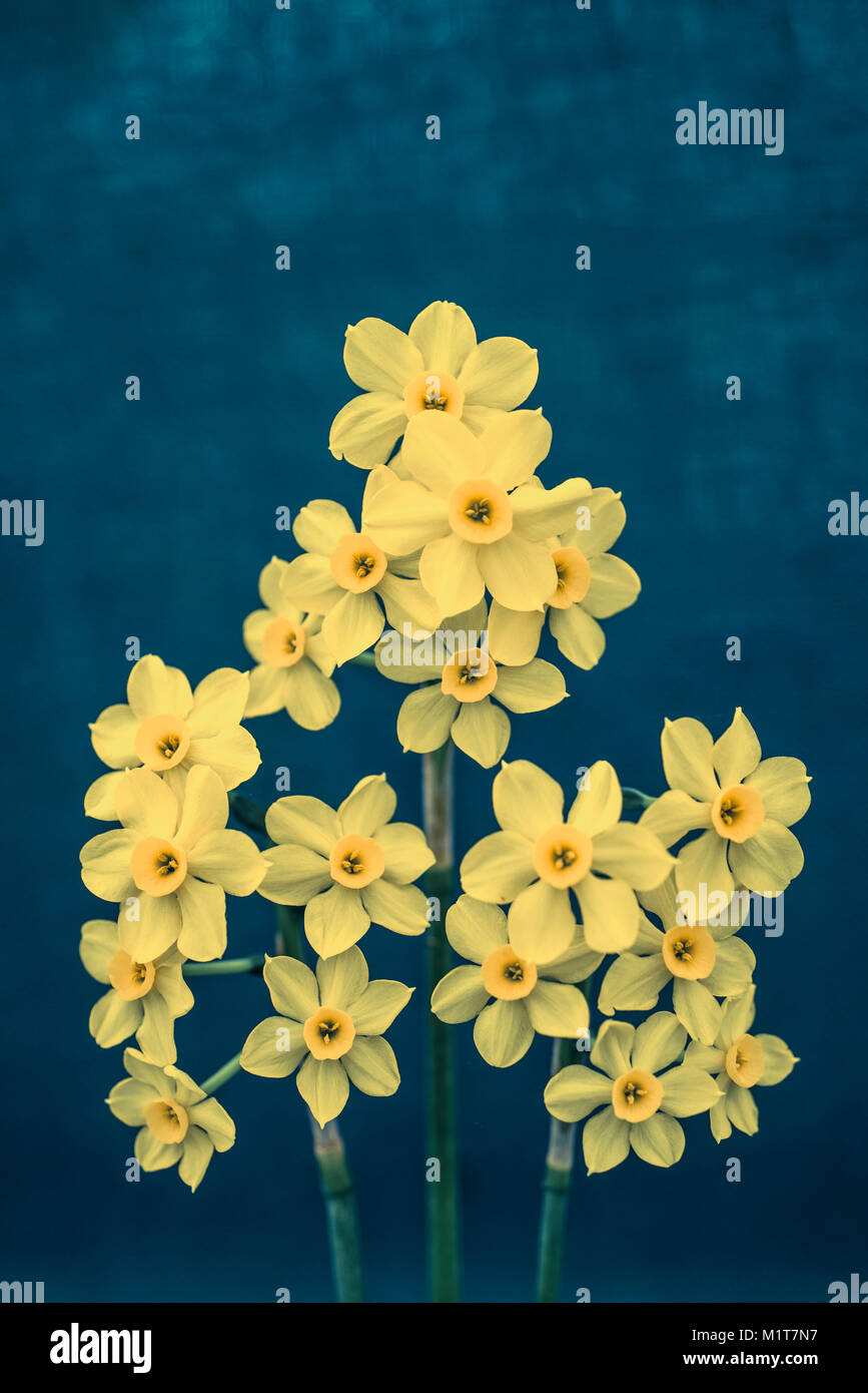 Daffodil 'Narcissus intermedious' Stock Photo