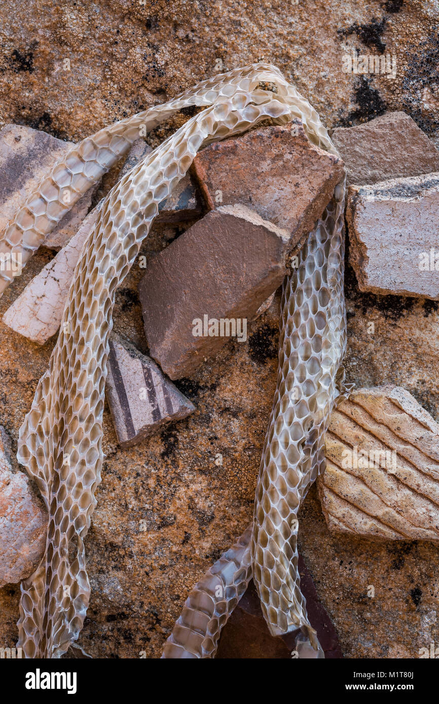 Shedded rattlesnake skin with potsherds left by the Ancestral Puebloan people living at Big Ruin within Salt Creek Canyon in The Needles District of C Stock Photo