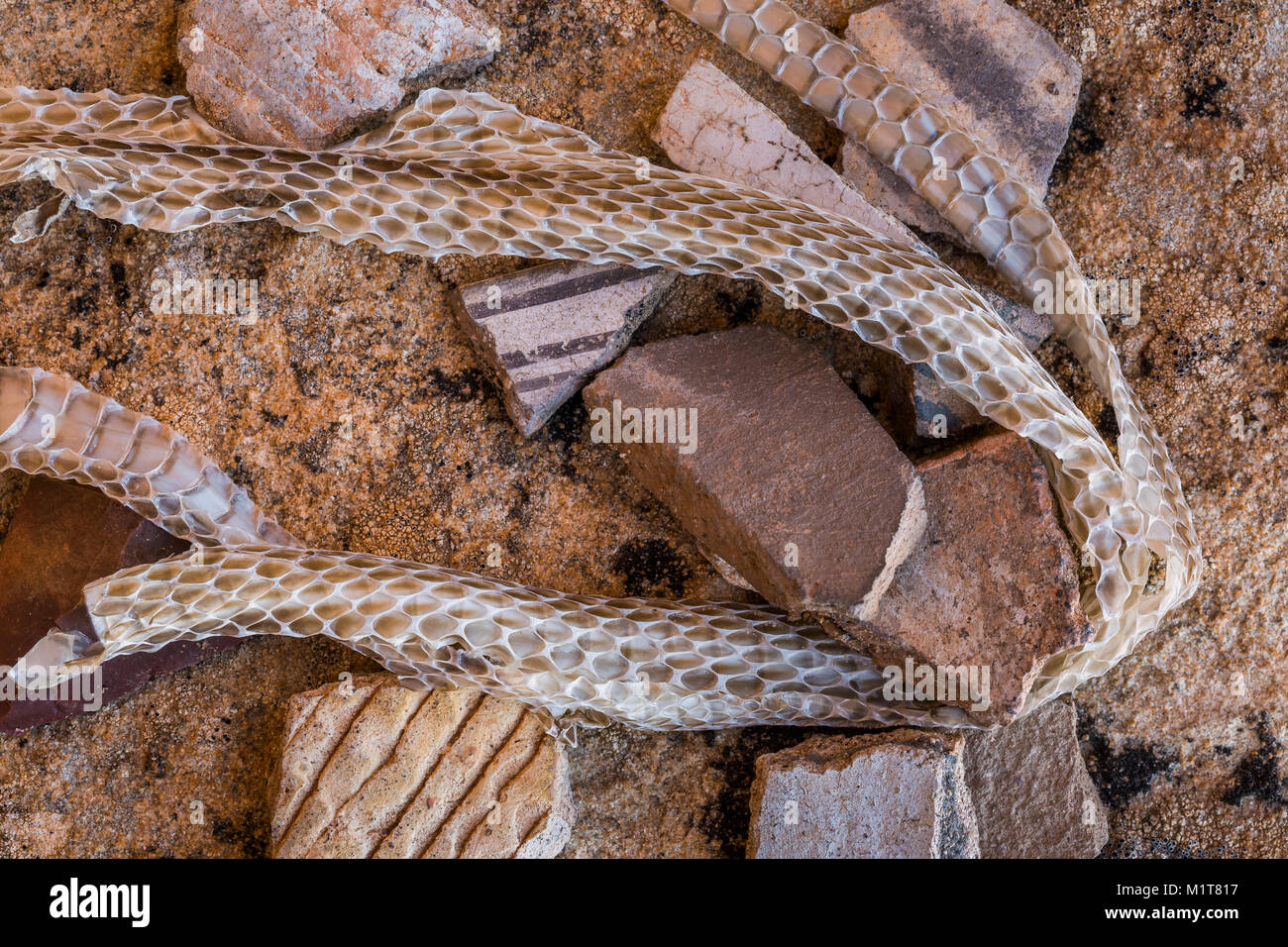 What Does a Rattlesnake Skin Look Like?