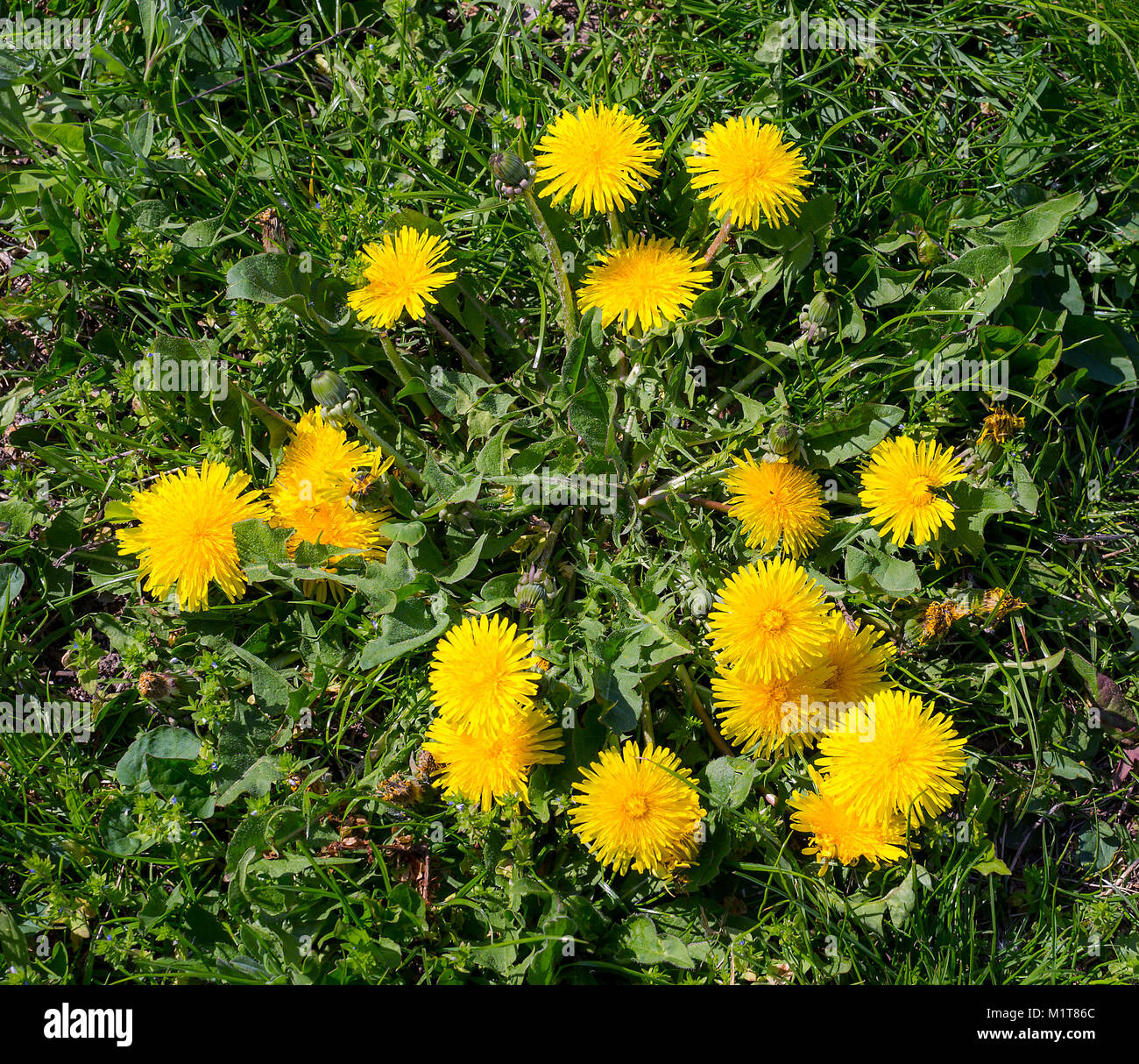 Early spring flowers yellow dandelions on green grass. Taraxacum officinale Stock Photo