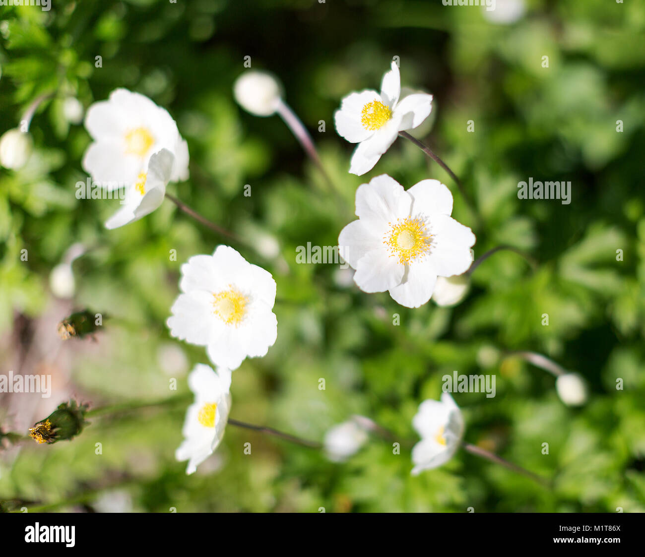 Flowering white Anemone hupehensis. Thimbleweed or windflower, Ranunculaceae family. Selective focus Stock Photo