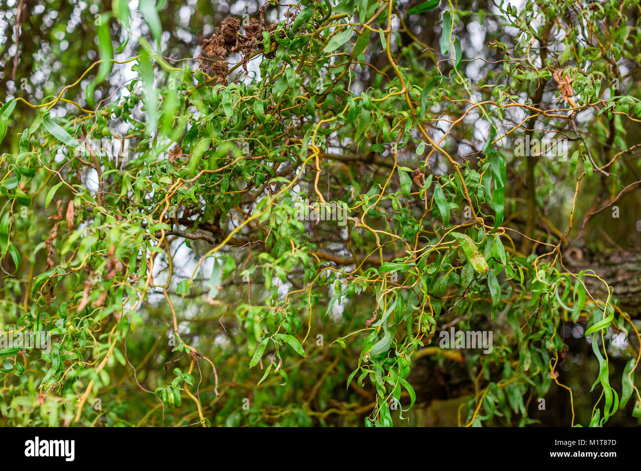 Chinese willow background. Curly branches and leaves of willow Salix