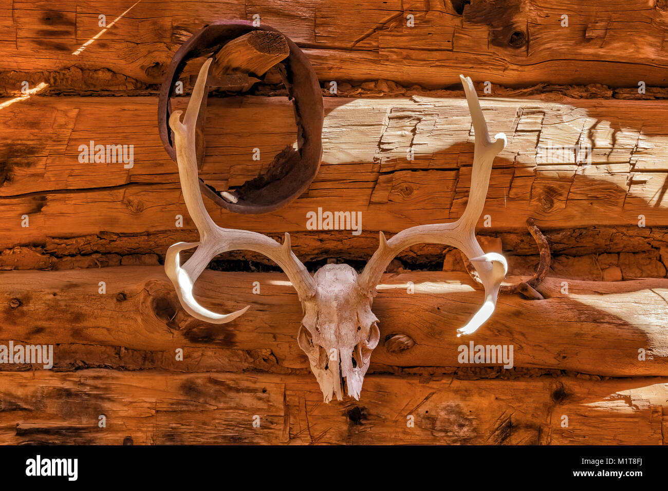 Mule Deer antlers used as a trophy decoration in Kirk's Cabin in Salt