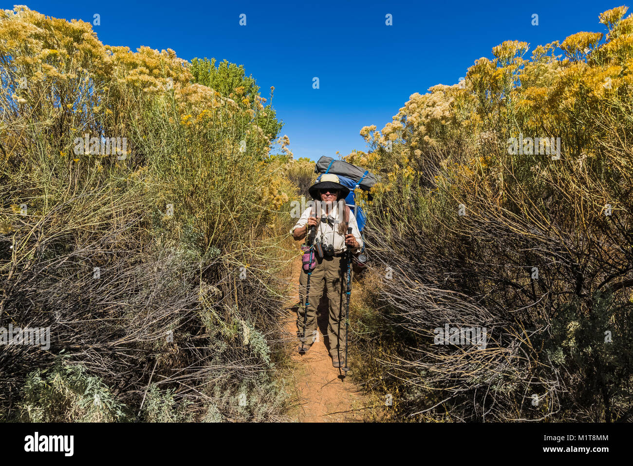 Yellow rabbitbrush hi-res stock photography and images - Alamy