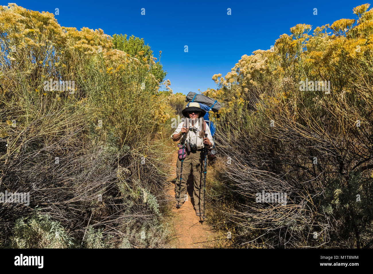 Karen Rentz with tall Rubber Rabbitbrush, Ericameria nauseoa, along the trail within Salt Creek Canyon in The Needles District of Canyonlands National Stock Photo