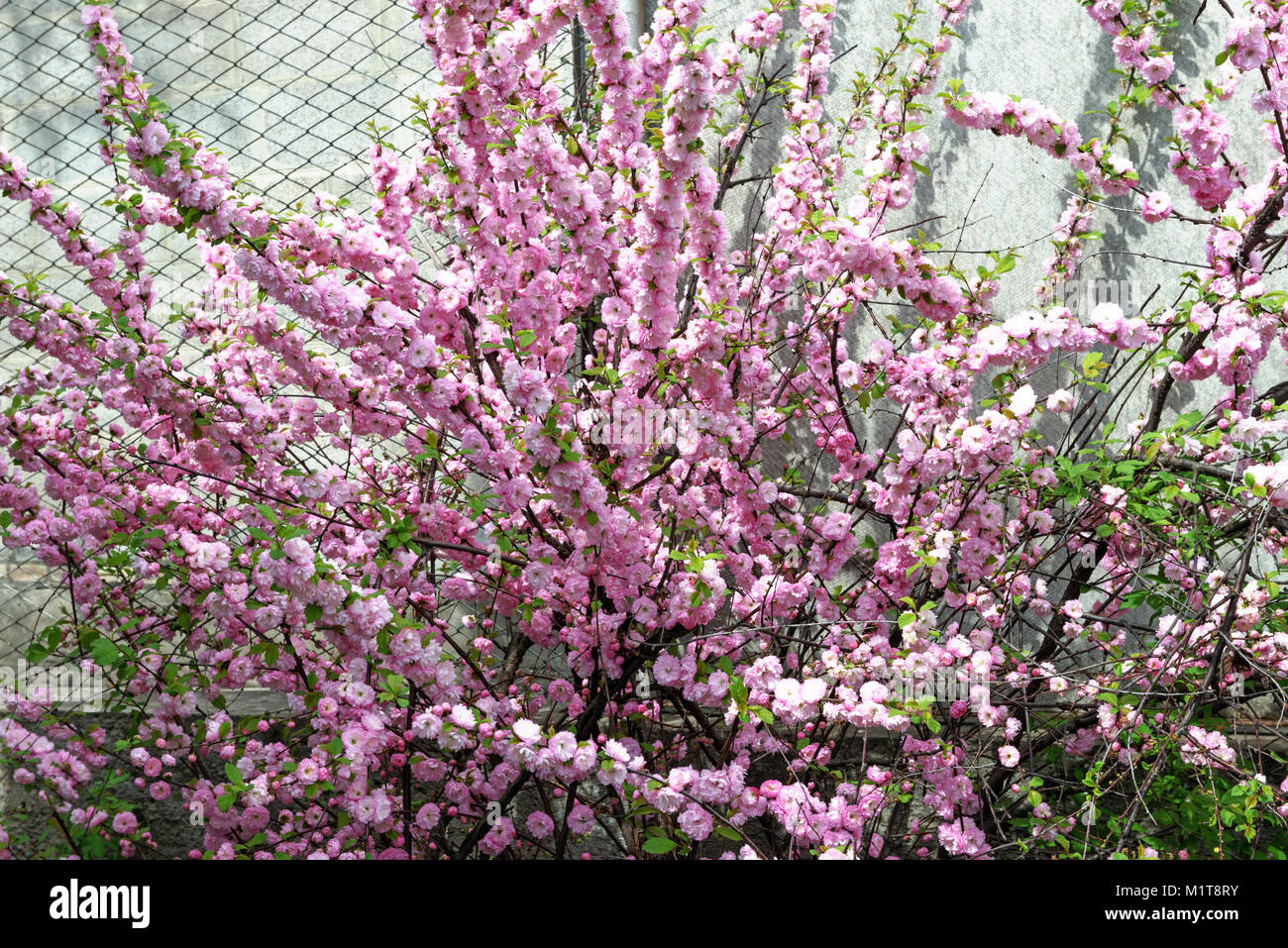 Many bright pink flowers are on plentifully flowering bush of Prunus triloba in spring sunlight. Stock Photo