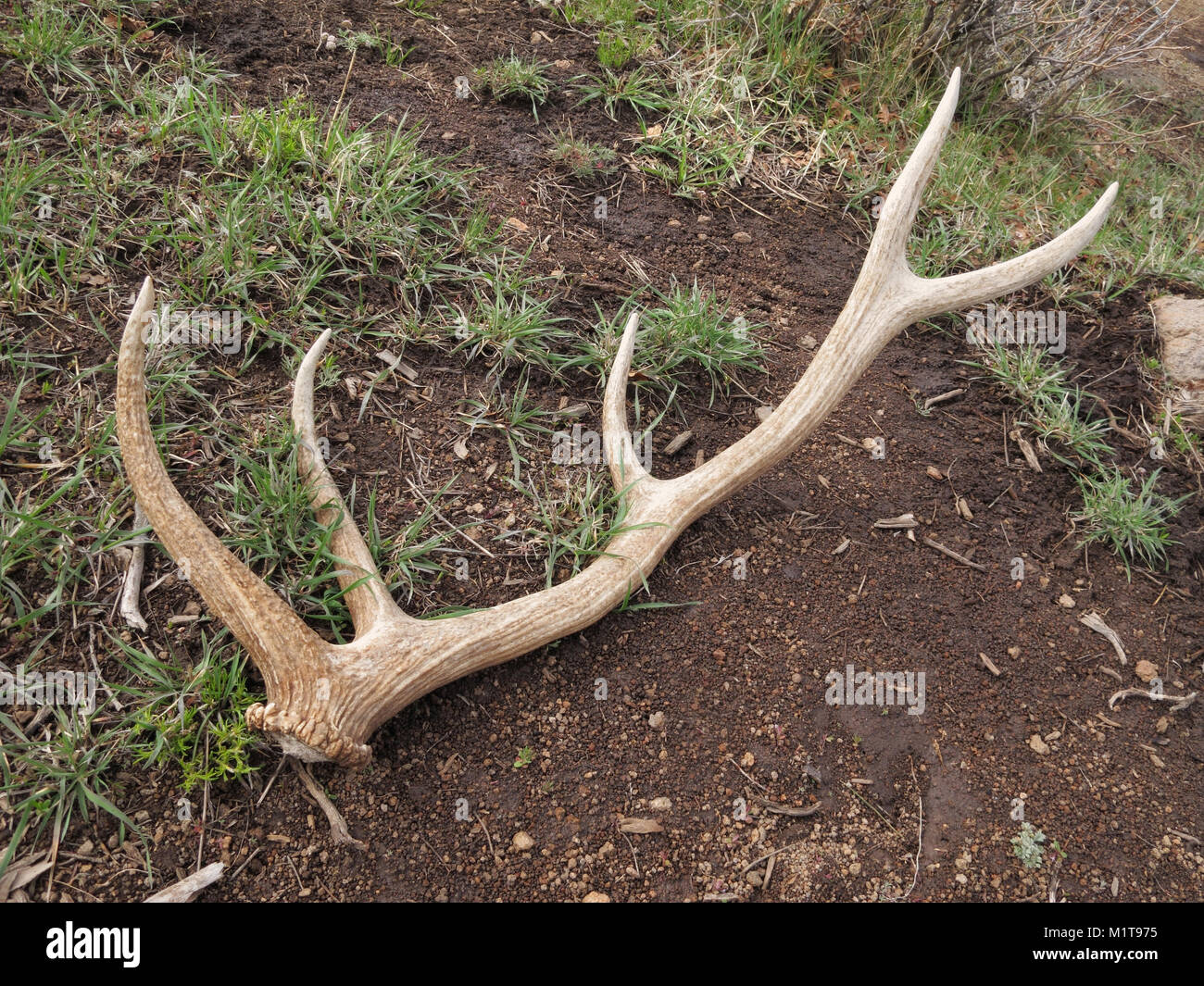 American elk shed antler lying in woods Stock Photo