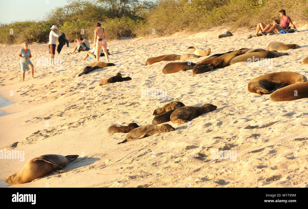 Galápagos sea lions (Zalophus wollebaeki) and tourists enjoy the last of the afternoon’s sun on the sandy beach of Playa Mann. Puerto Baquerizo Moreno Stock Photo