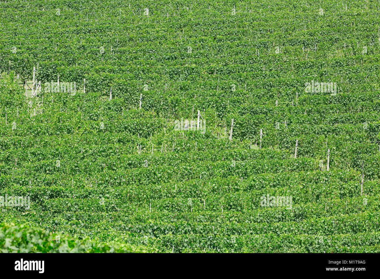 Sunny green background hi-res stock photography and images - Alamy