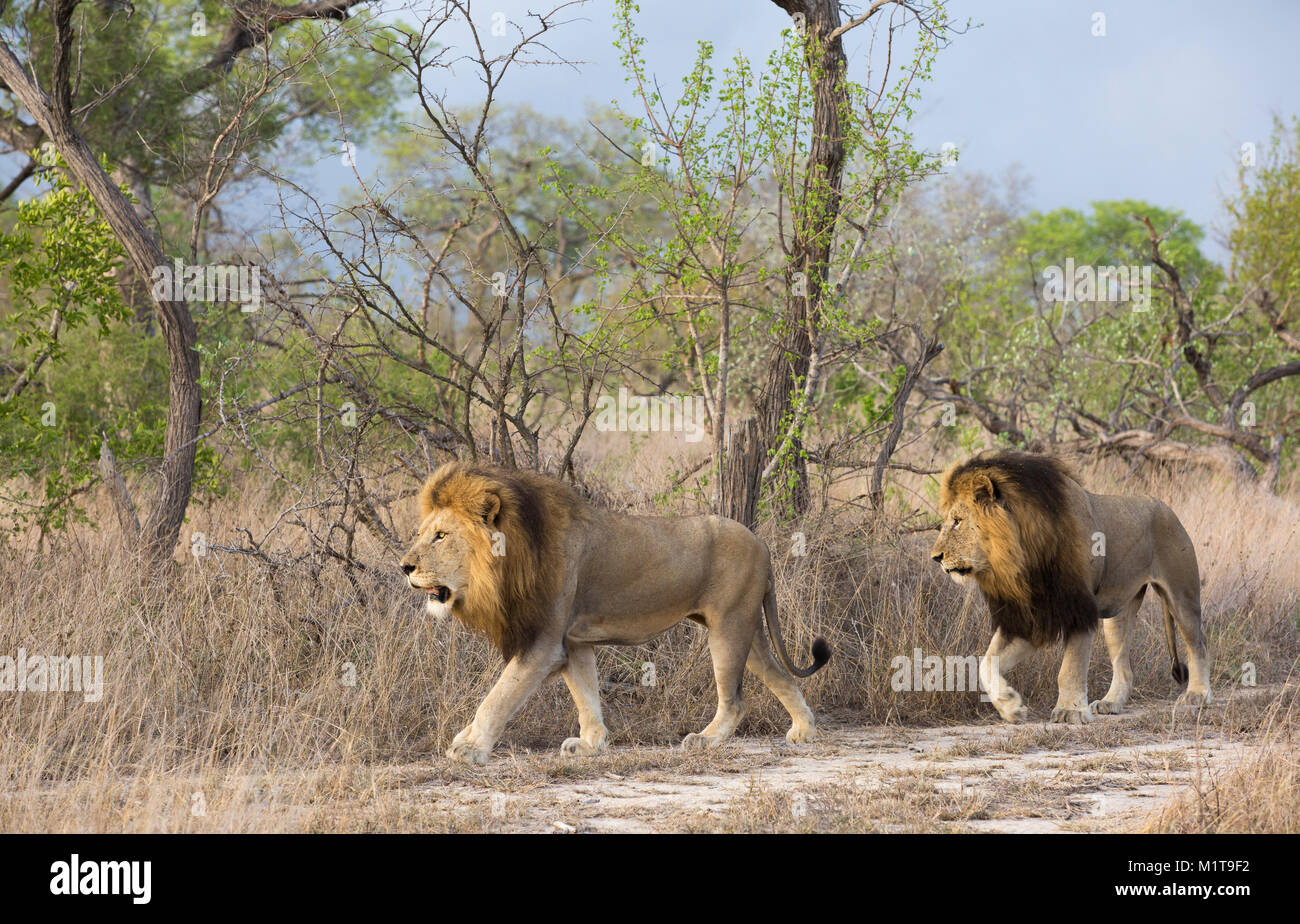 Two adult male lions (Panthera leo) in prime condition with large manes walking Stock Photo