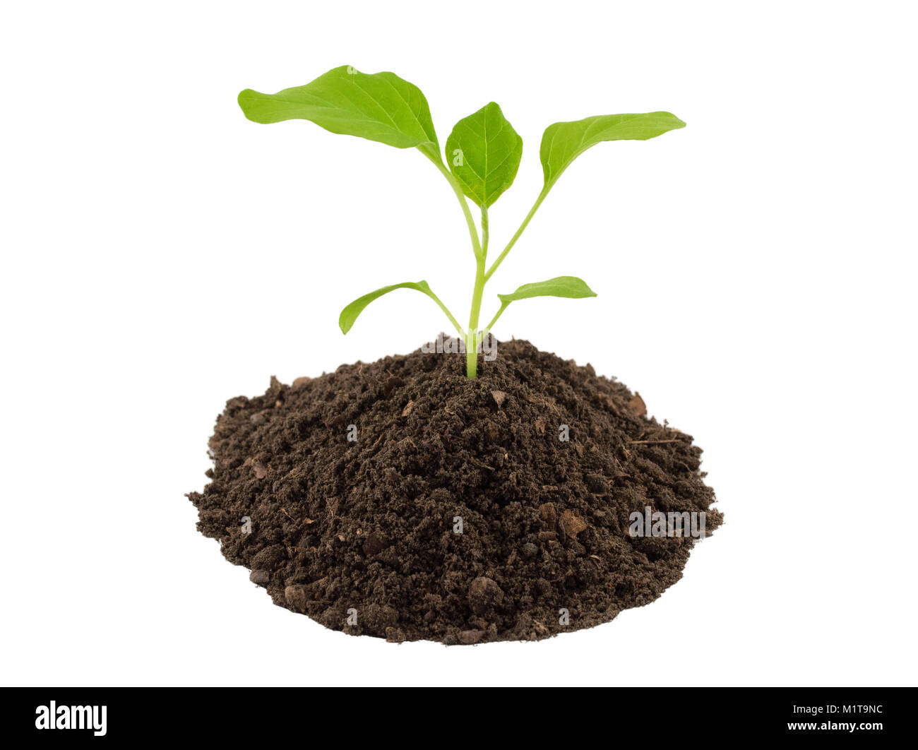 Eggplant seedling plant hires stock photography and images Alamy