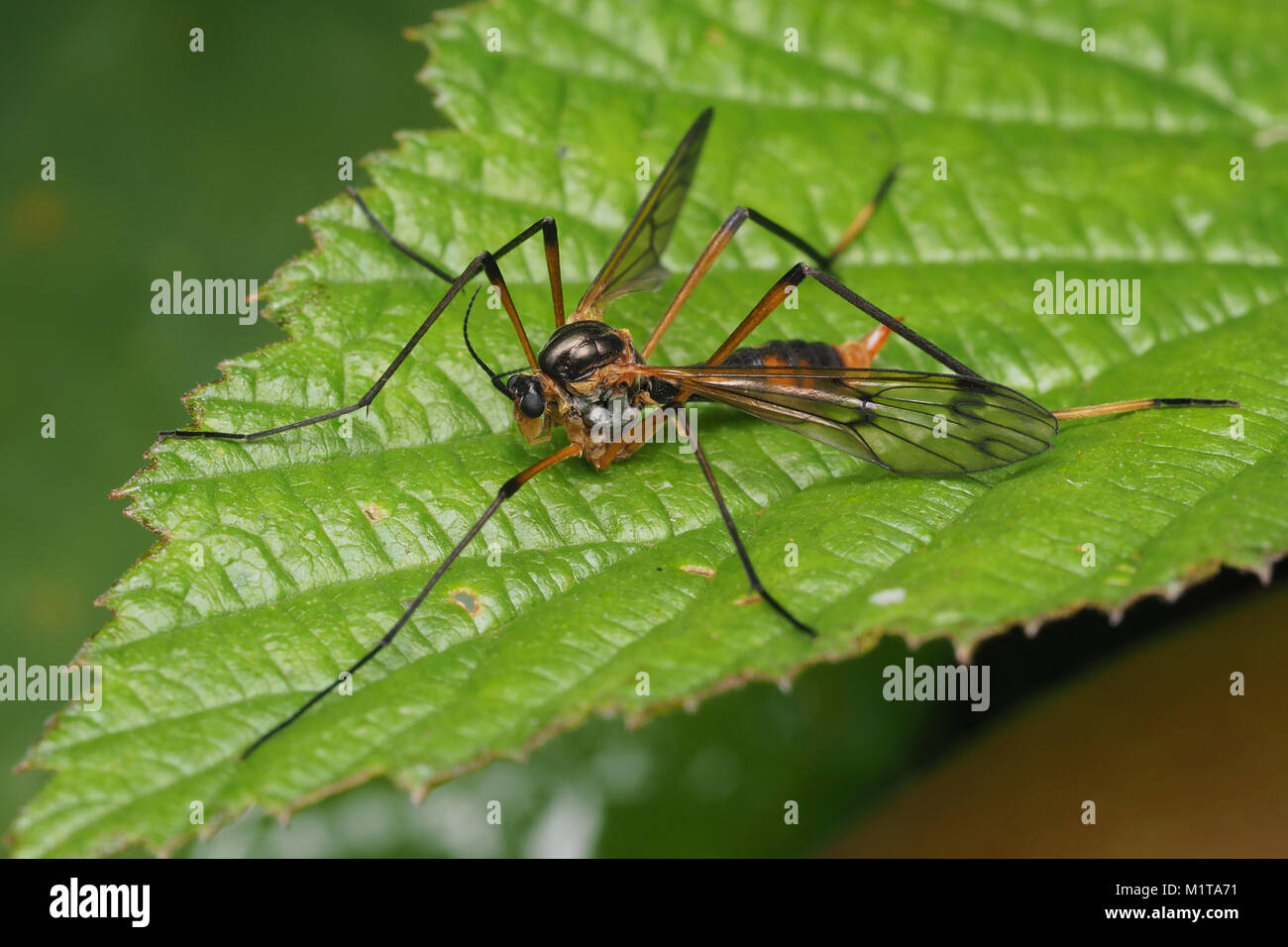 Cranefly (Ptychoptera albimana) at rest on a bramble leaf. Cabragh Wetlands, Thurles, Tipperary, Ireland. Stock Photo