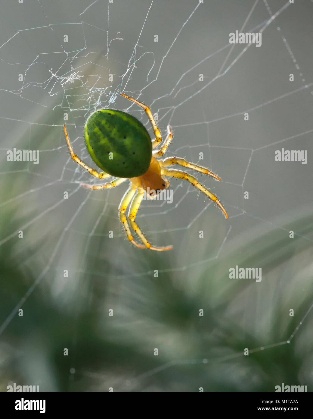 Cucumber Green orb spider (Araniella sp.) in its web and backlit by the morning sun. Goatenbridge, Tipperary, Ireland Stock Photo