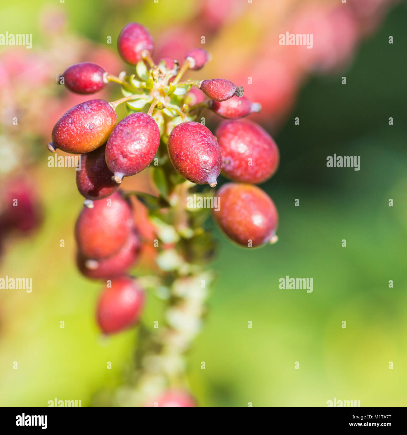 A macro shot of the plum coloured berries of a mahonia japonica bush. Stock Photo