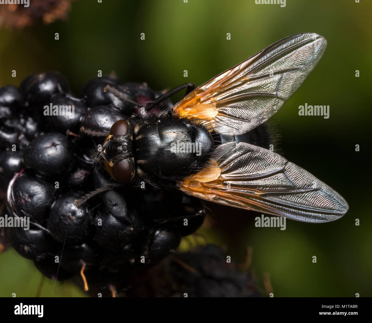 Noon Fly (Mesembrina meridiana) dorsal view of specimen perched on a blackberry. Cahir, Tipperary, Ireland. Stock Photo