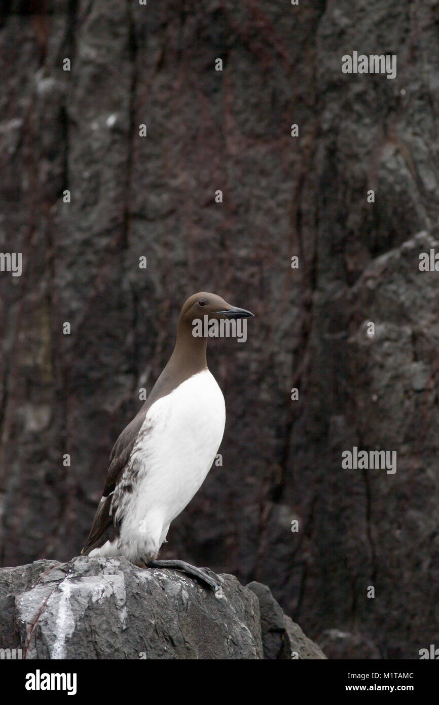 single adult Guillemot, Uria aalge, perched on cliff edge, Farne Islands, UK Stock Photo