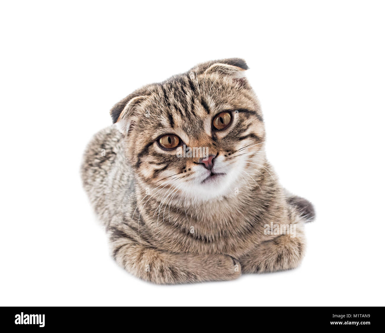 Young scottish fold cat isolated on the white background Stock Photo