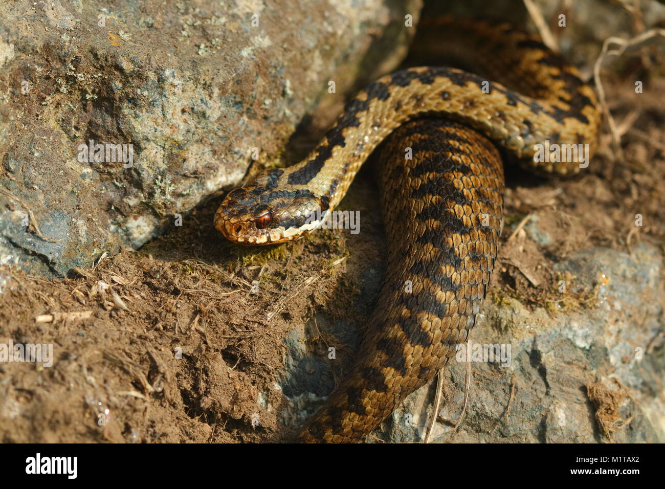 An Adder snake basks in the early morning sun , just inches away from passers by on a footpath at The Lizard , Cornwall Stock Photo