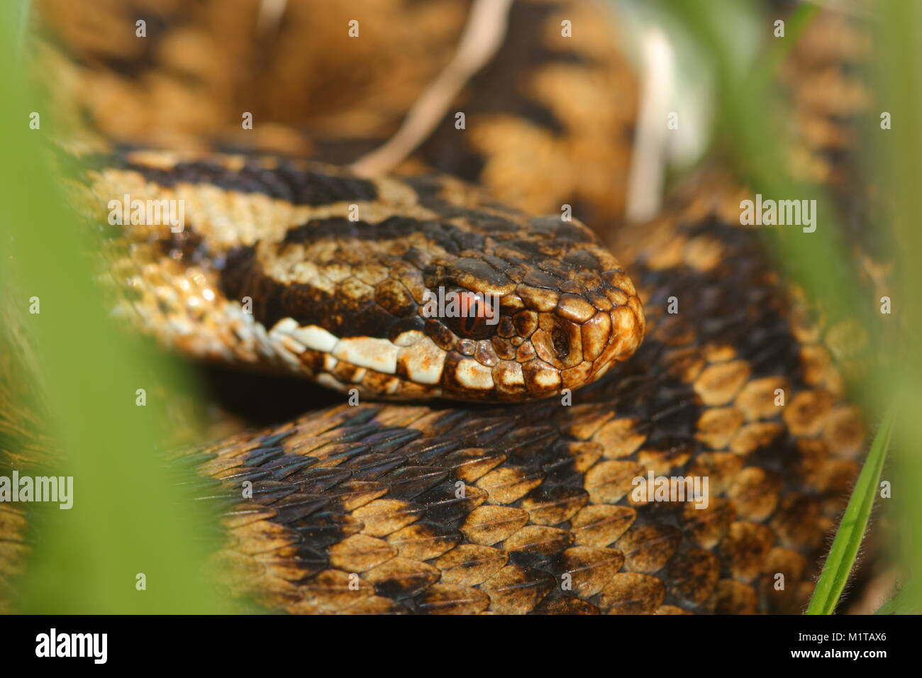An Adder snake basks in the early morning sun , just inches away from passers by on a footpath at The Lizard , Cornwall Stock Photo