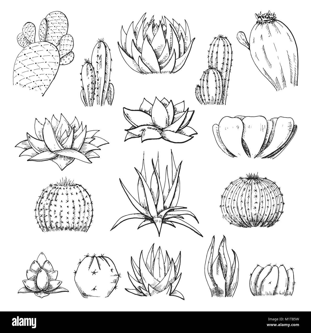 Sketch succulents. Vector illustration of a sketch style. Stock Vector