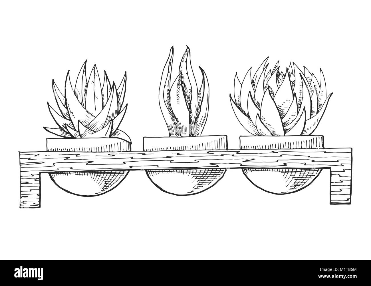 Sketch of three succulents in pots on a wooden stand. Vector illustration of a sketch style Stock Vector
