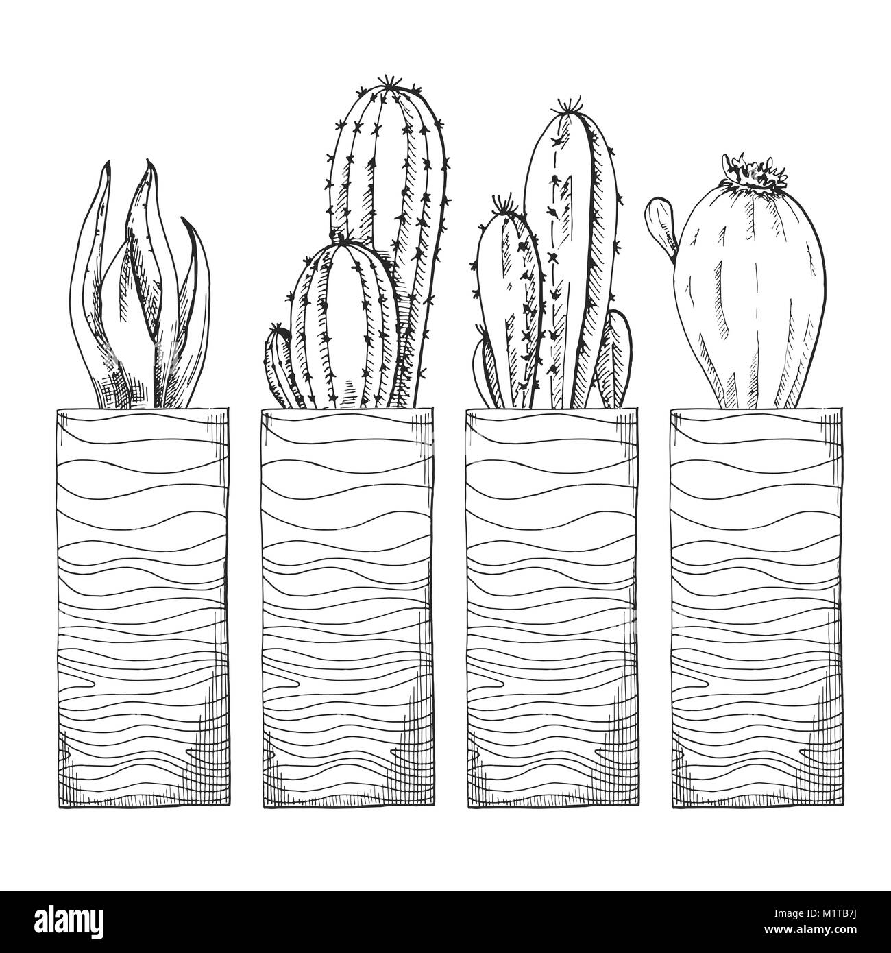 Sketch of succulents in high pots. Vector illustration of a sketch style. Stock Vector
