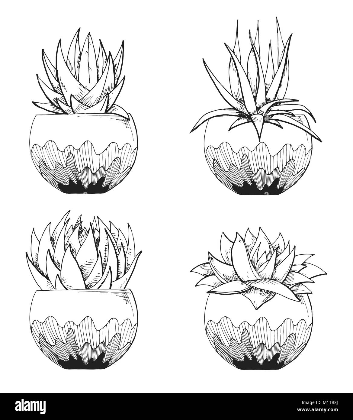 Sketch of succulents in pots. Vector illustration of a sketch style. Stock Vector
