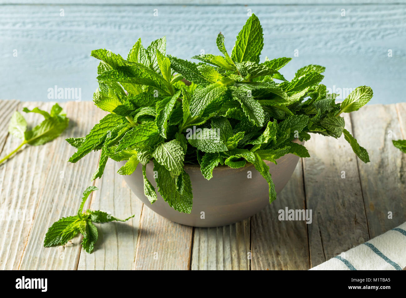 Raw Green Organic Fresh Mint Leaves in a Bunch Stock Photo
