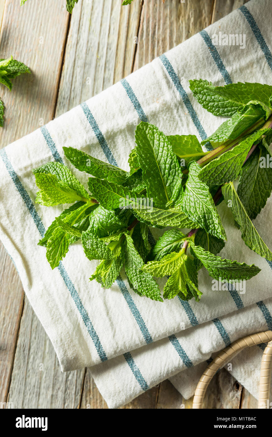 Raw Green Organic Fresh Mint Leaves in a Bunch Stock Photo