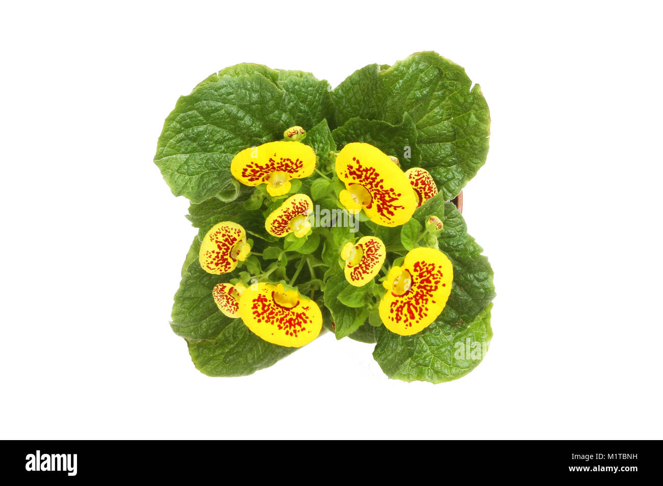 Flowering Calceolaria plant top view isolated against white Stock Photo