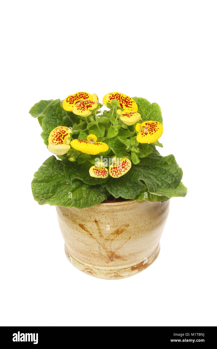 Flowering Calceolaria, Lady's purse, plant in a pot isolated against white Stock Photo