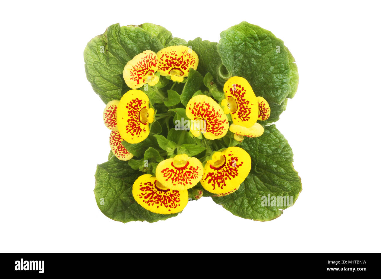 Flowering Calceolaria plant top view isolated against white Stock Photo