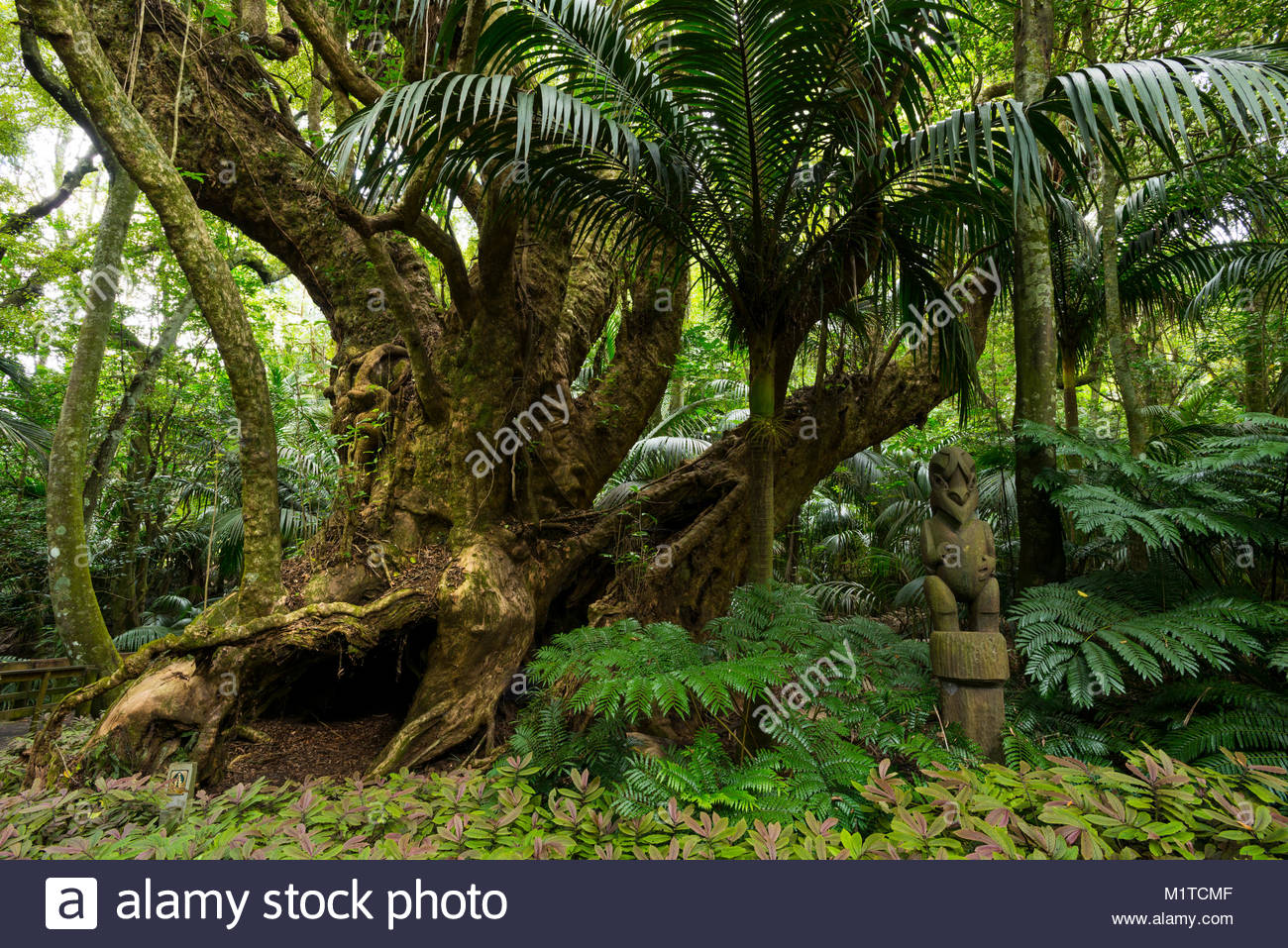 Puriri Tree Stock Photos & Puriri Tree Stock Images Alamy