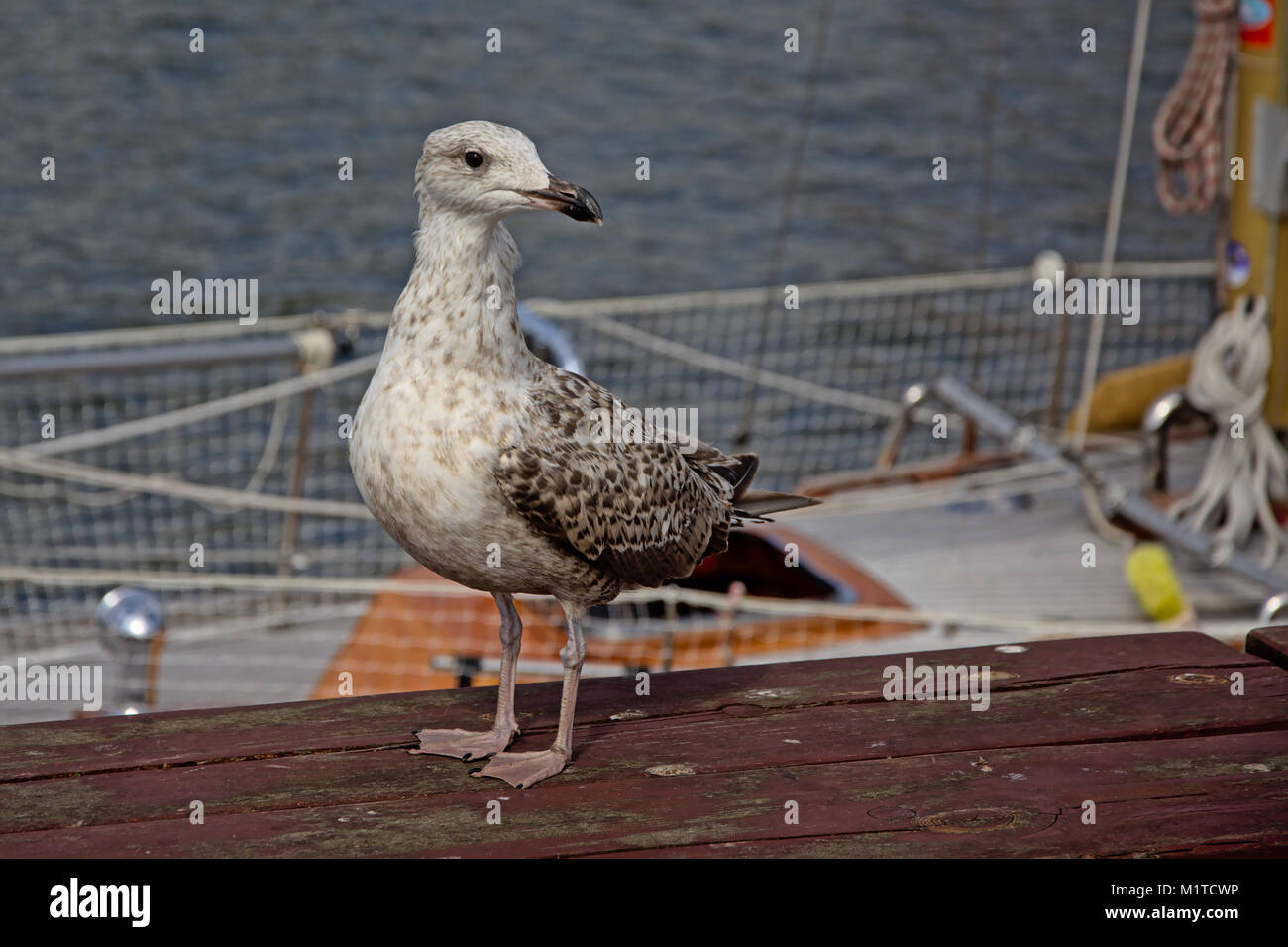 Young herring gull with second winter plumage sitting on a sailship in