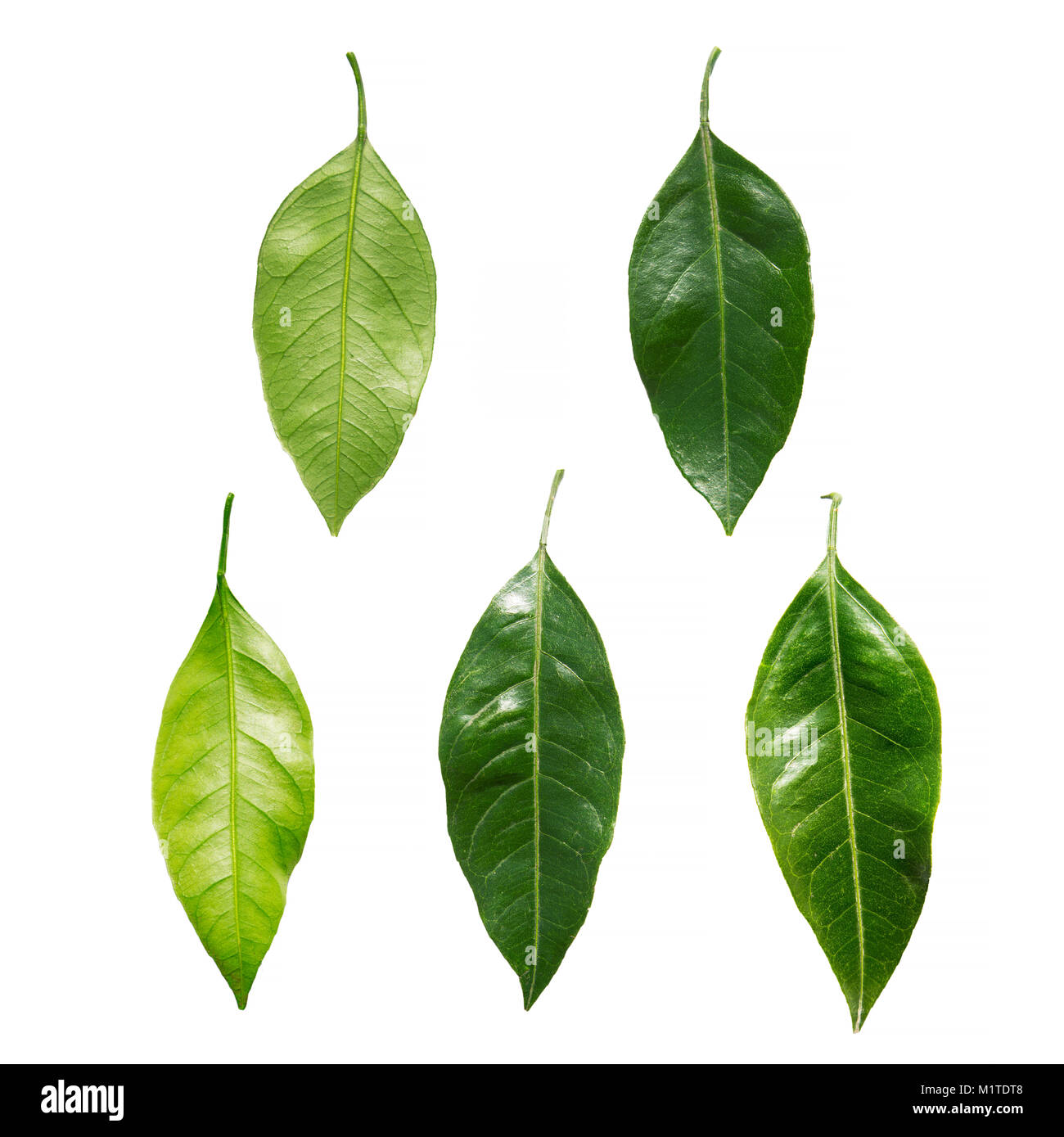 Why Are My Citrus Tree Leaves Turning Yellow And Dropping?, 56 OFF