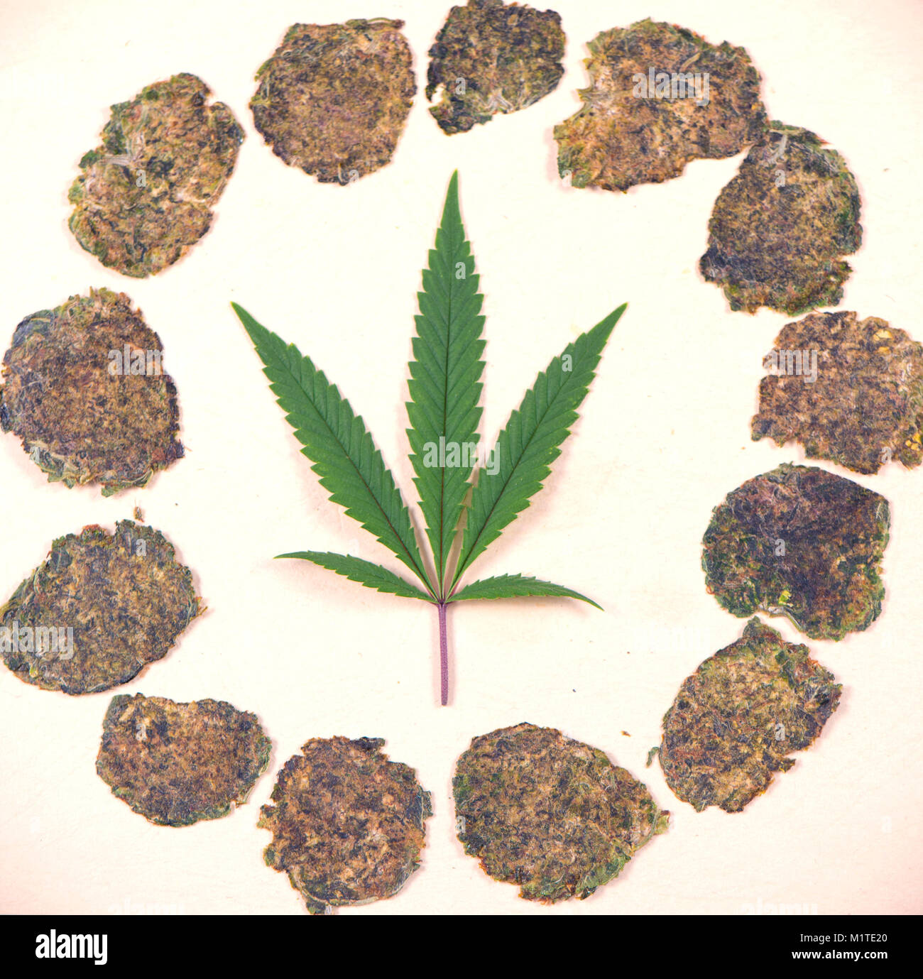 Cannabis leaf isolated over white background with freshly sqeezed nugs