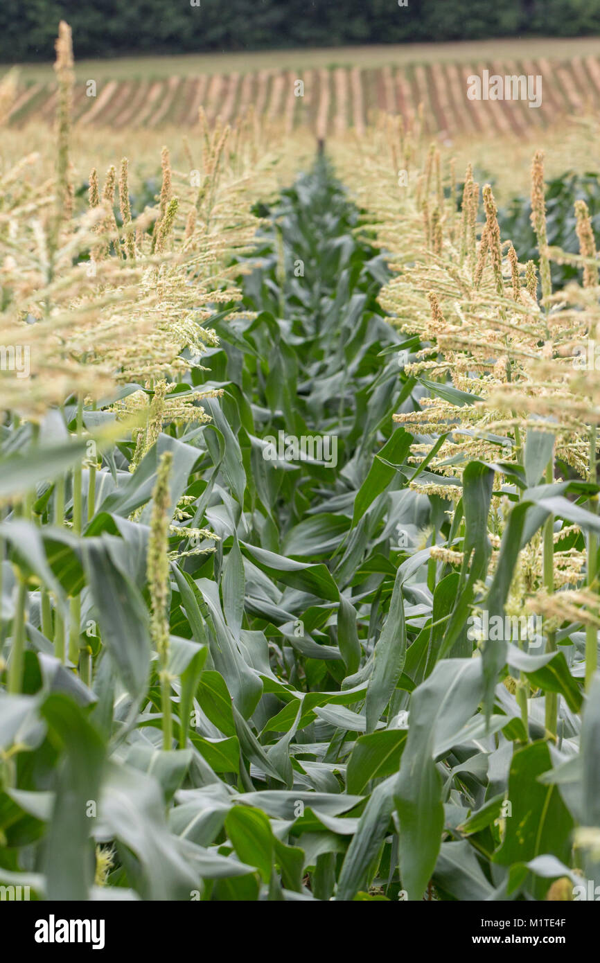 Rows of corn plants hi-res stock photography and images - Alamy