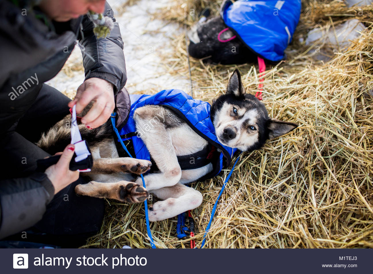 musher dog booties