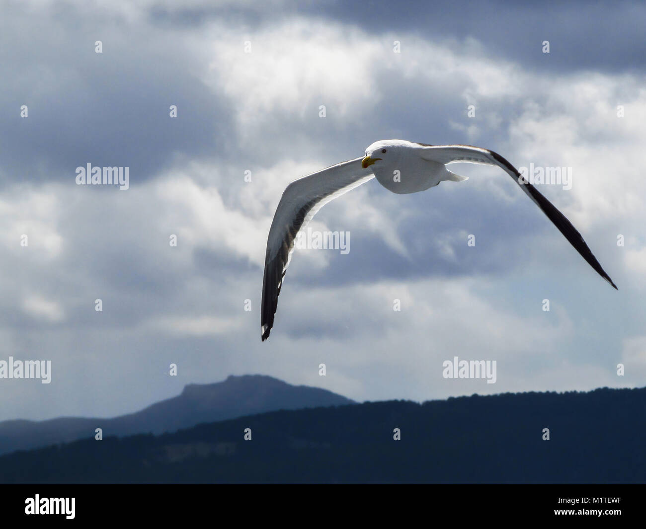 A seagull flying in a cloudy sky Stock Photo - Alamy