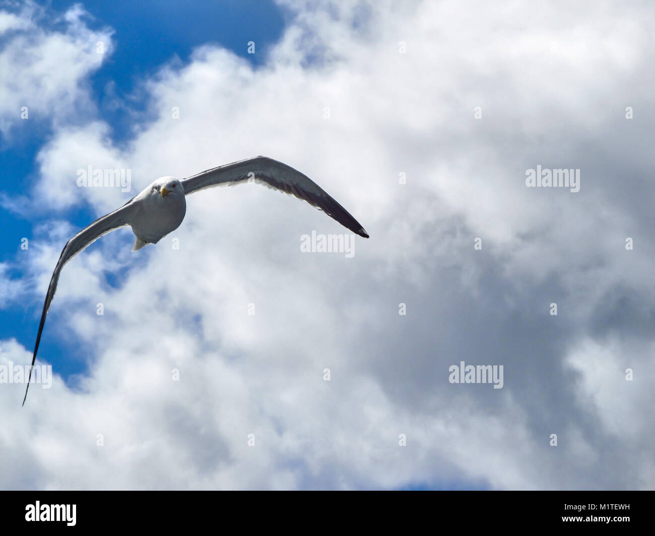 A seagull flying in a cloudy sky Stock Photo - Alamy