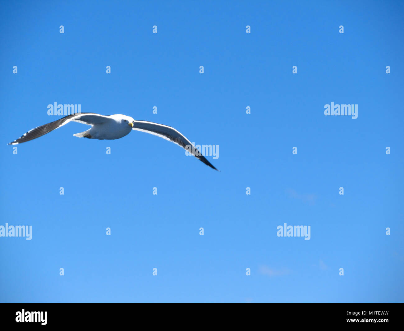 A seagull flying in a cloudless sky Stock Photo - Alamy