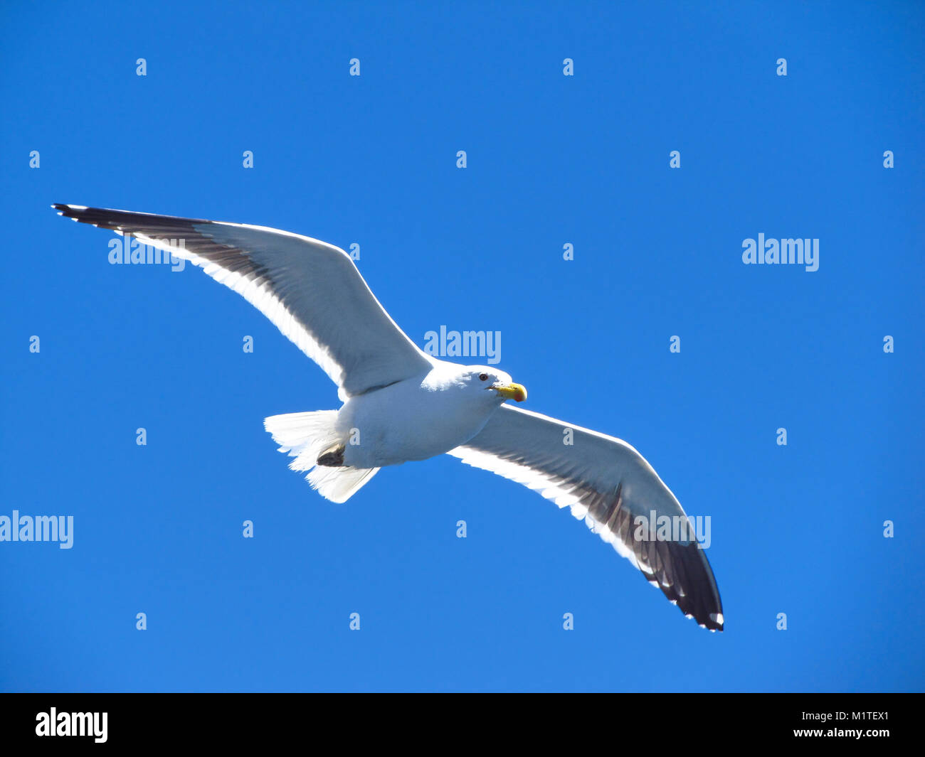 A seagull flying in a cloudless sky Stock Photo - Alamy