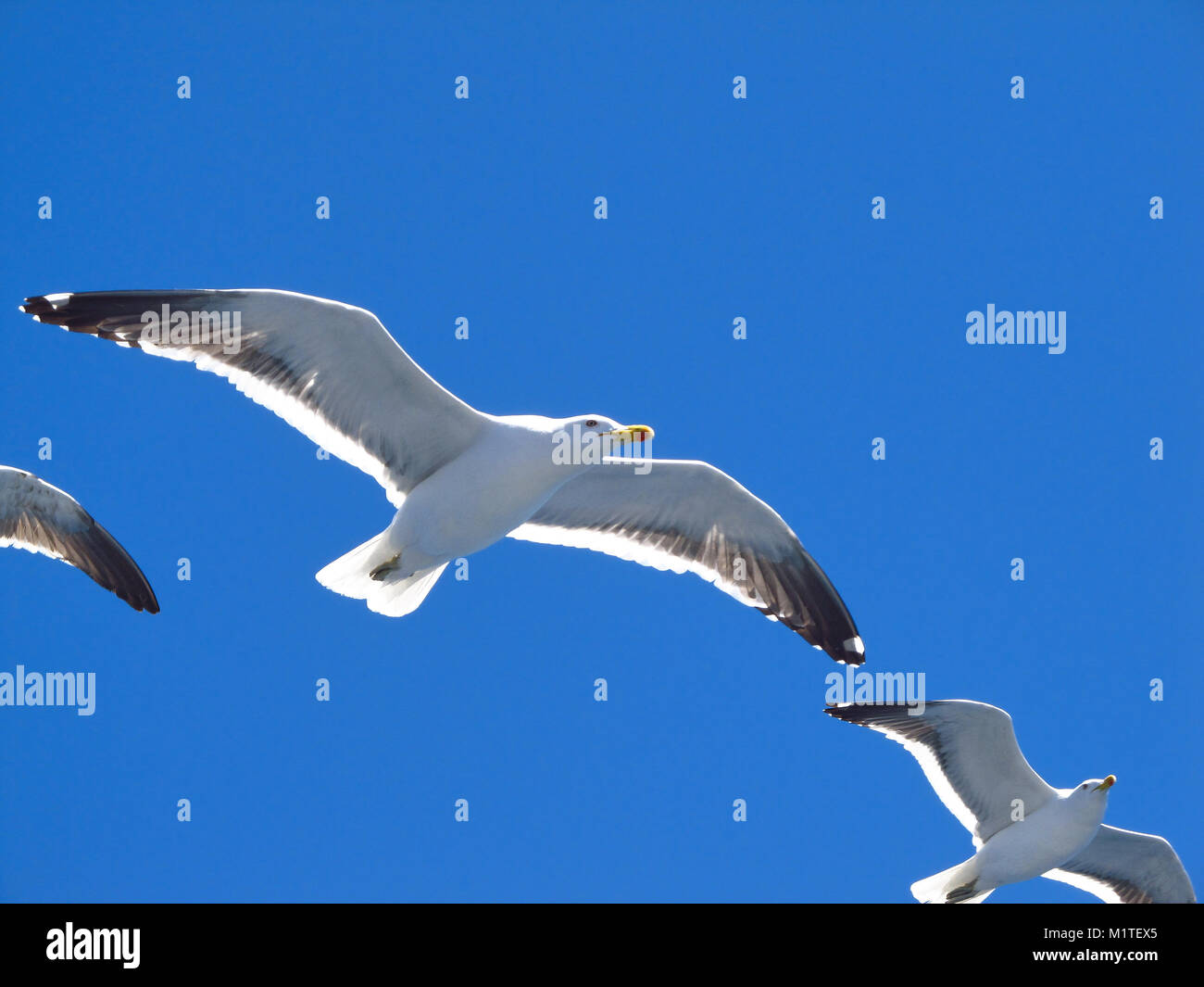 A group of seagulls flying in a cloudless sky Stock Photo - Alamy