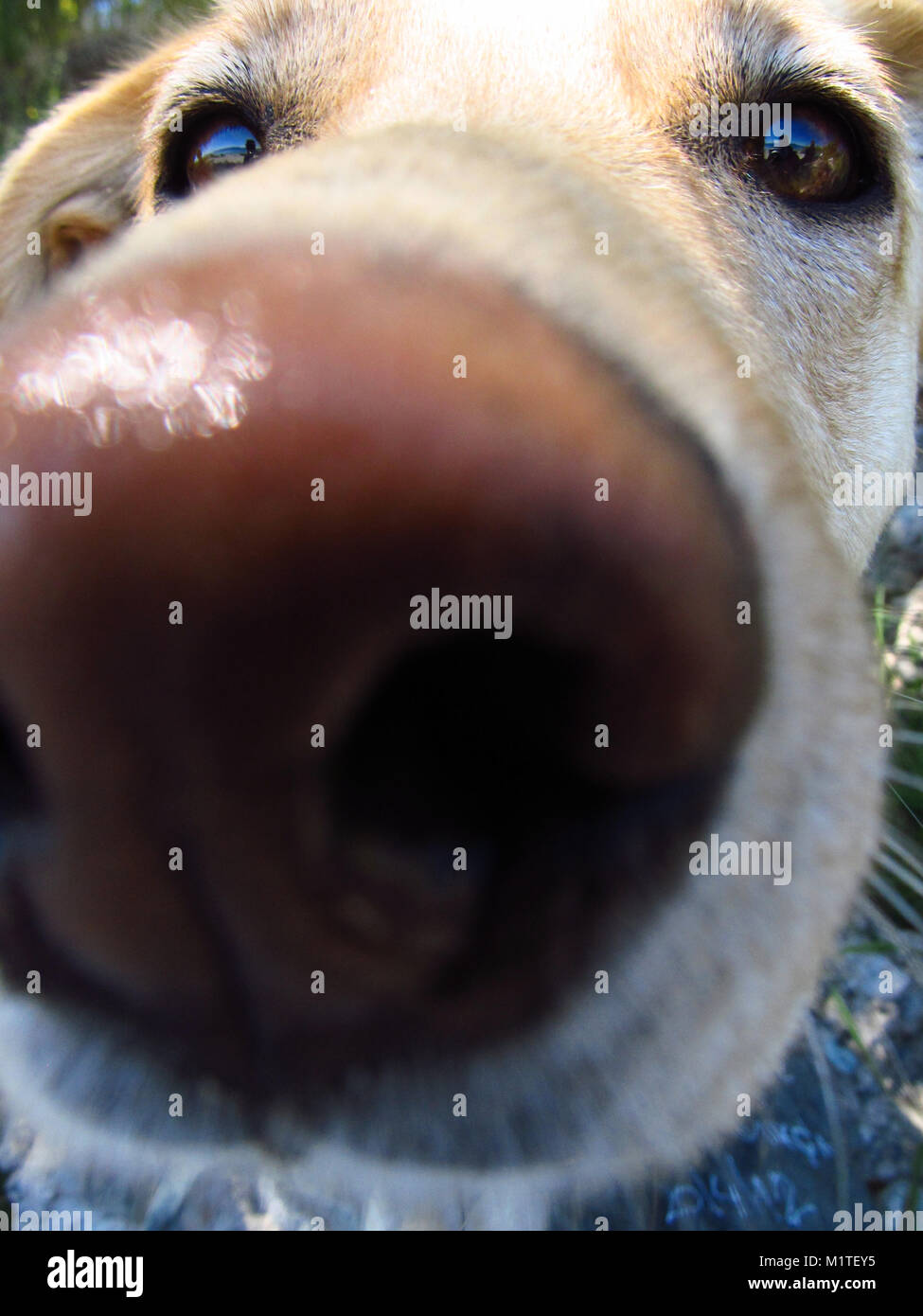 Dog sniffing camera hires stock photography and images Alamy